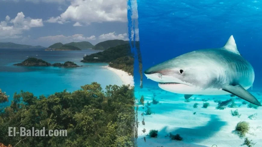 Shark Attack Claims Life of Minnesota Woman in US Virgin Islands