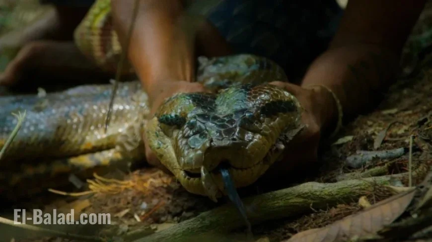 Scientists Discover New Giant Anaconda Species in the Amazon: Unseen Footage Released
