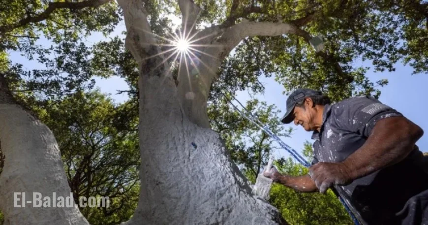 Oak-Killing Beetle Spreads to Ventura County, Expanding Its Range
