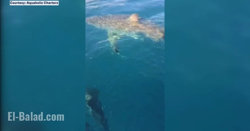 Great White Shark Surfaces Off Venice Coast Near Charter Boat