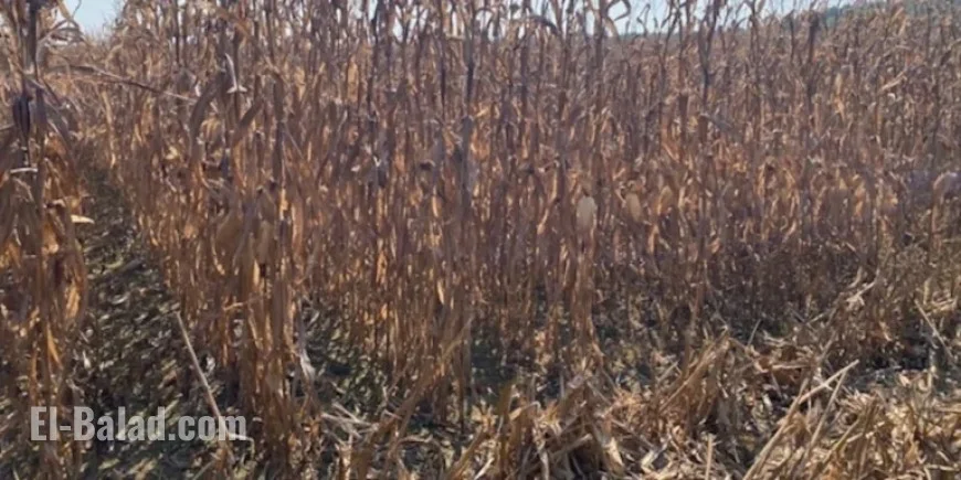 USDA Declares 19 Alabama Counties as Primary Disaster Areas