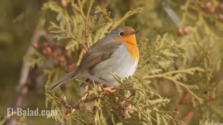 Rare Bird Draws Hundreds of Birdwatchers to Montreal