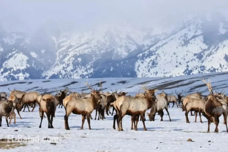 Federal Agency Seeks Wildlife Refuges Misaligned with Mission