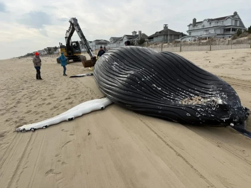 Humpback Whale ‘Oil Change’ Found Dead on Delaware Coast