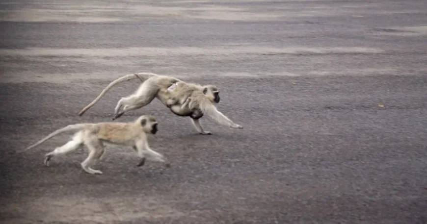 Monkeys Roam St. Louis Streets; Fake Images Hinder Search Efforts
