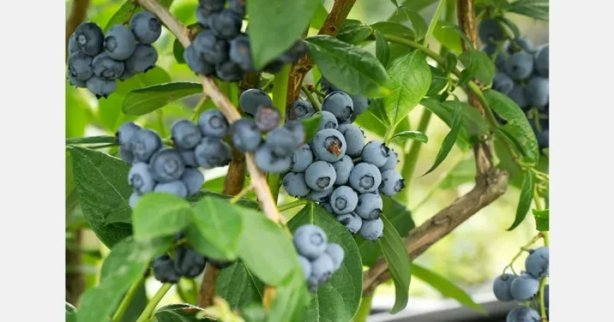 Egypt Launches Major Blueberry Cultivation in Wadi El-Natrun
