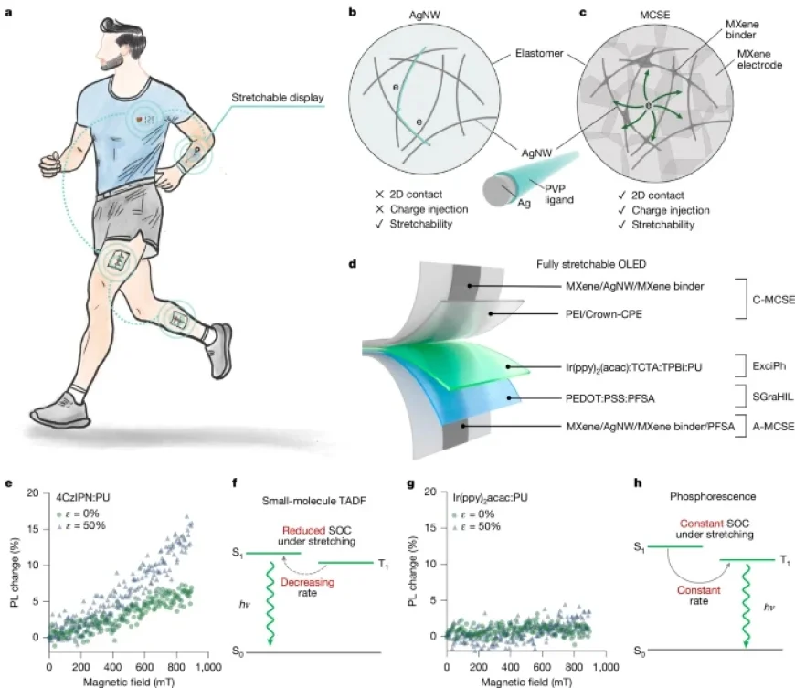 High-Efficiency Stretchable OLEDs Achieved with Exciplex Technology