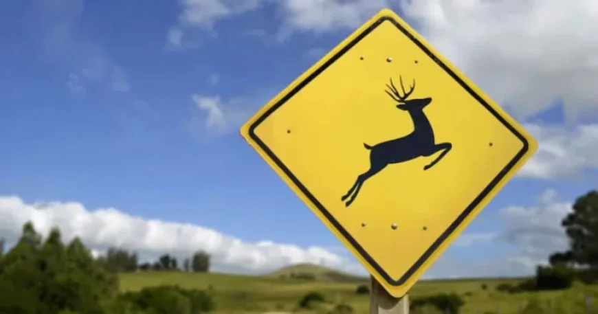 Deer Found Dead with Arrow in Park Lawn Cemetery