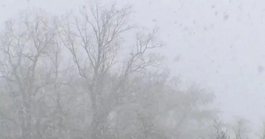 Southeast Michigan Snowfall Totals: Wednesday to Thursday Measurements