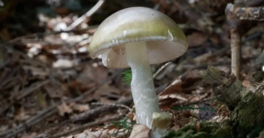 California Faces Major Death Cap Mushroom Outbreak: Deaths and Hospitalizations Reported