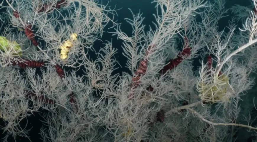 Centuries-Old Coral Discovery Sets New Record in New Zealand