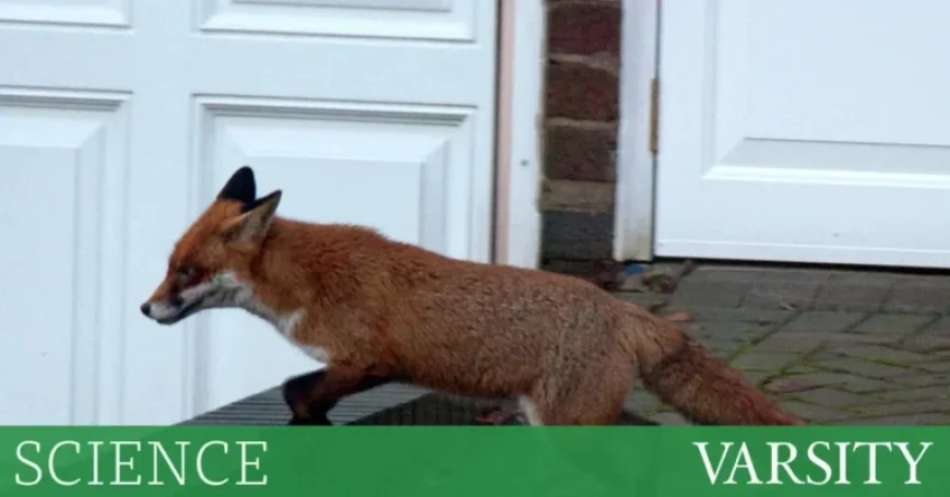 Are Urban Foxes Self-Domesticating in Cities?