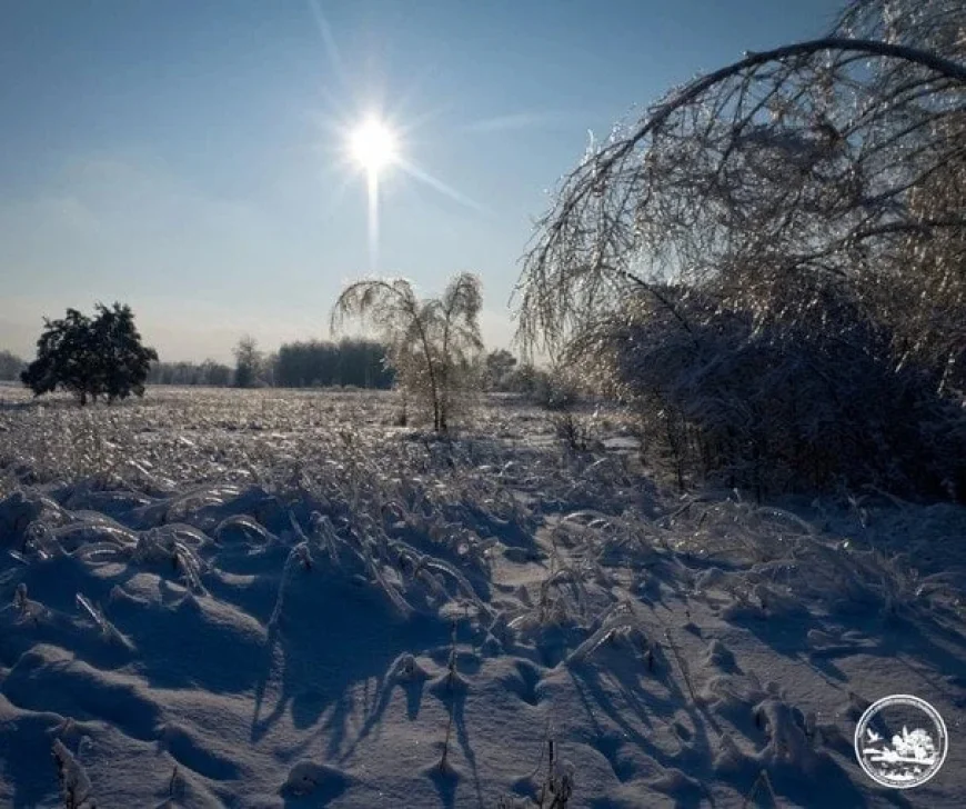 Wildlife Bravely Survives Chernobyl’s Winter in Exclusion Zone