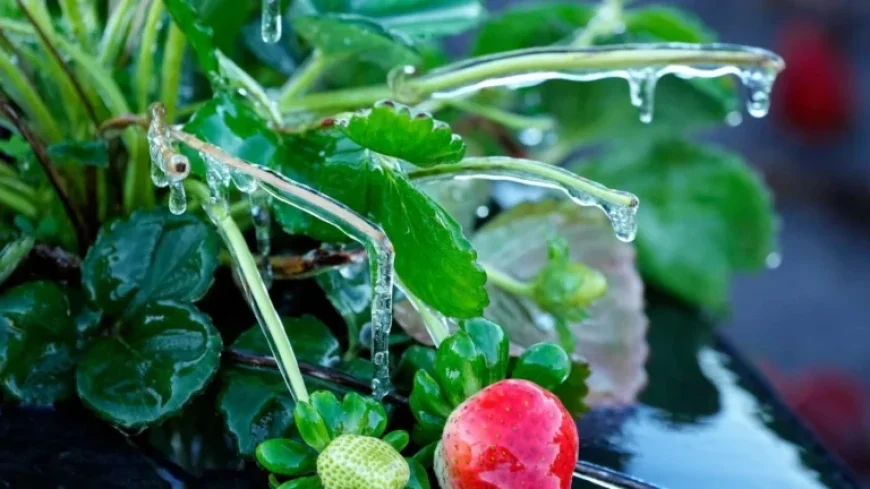 Rare Snowfall Blankets Parts of Florida Amid Prolonged Freeze