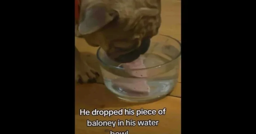 Daily Smile: Brighten Your Saturday, January 17, 2026