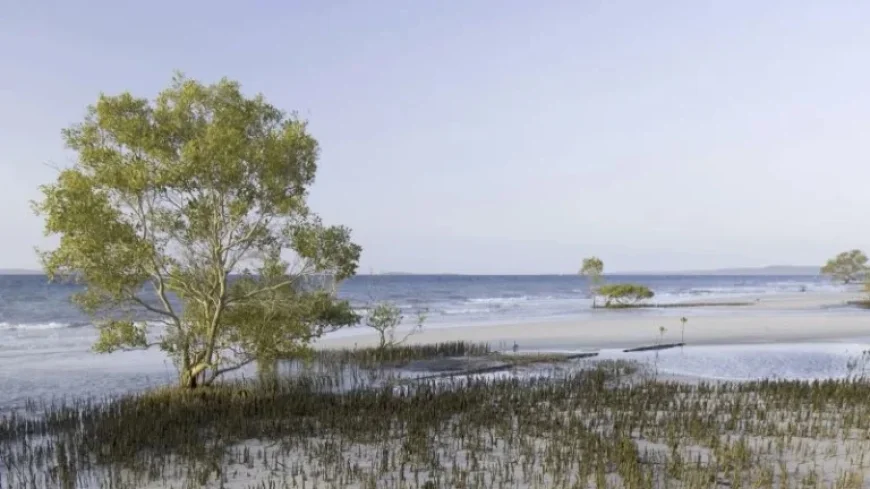 Canadian Teen’s Body Found Amid Dingoes on Australian Island