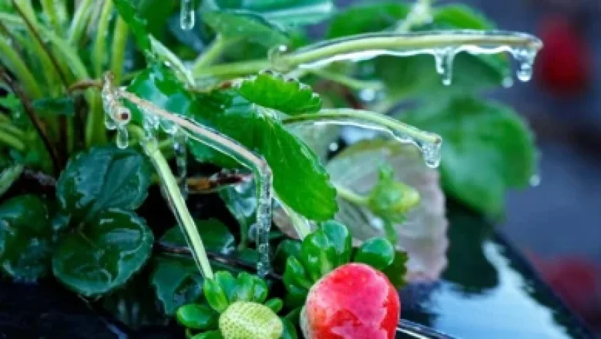 Japan and South Korea Battle in AFC U23 Semi-Final 0-0 Stalemate