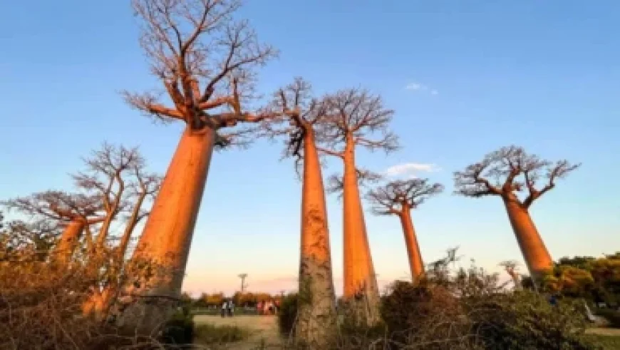 Franco Mastantuono Scores First UEFA Champions League Goal
