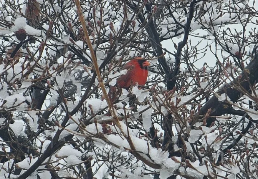Weekend Winter Storm Approaches: Major Impact or Chaotic Mess?