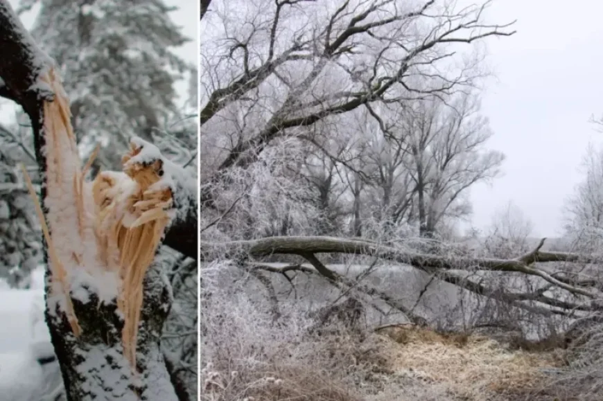 Meteorologists Alert: Brutal Cold Snap May Cause ‘Exploding Trees’ with Subzero Temperatures