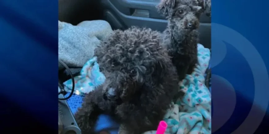 $5k Reward Announced for Rescue of Abandoned Poodles in Colchester Cold
