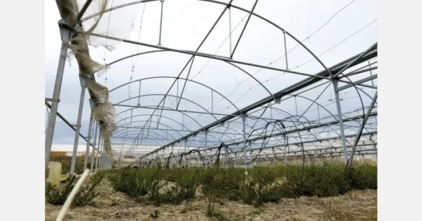 Strong Winds Devastate Greek Greenhouses, Impacting Growers
