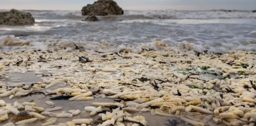 Understanding the Science Behind Onions and Chips on England’s South Coast