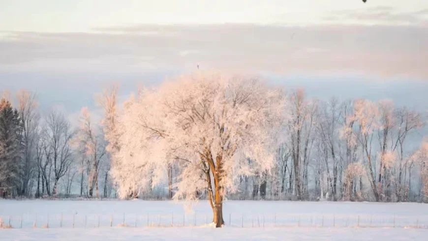 Experts Debunk Viral Claim: Cold Temperatures Won’t Explode Trees