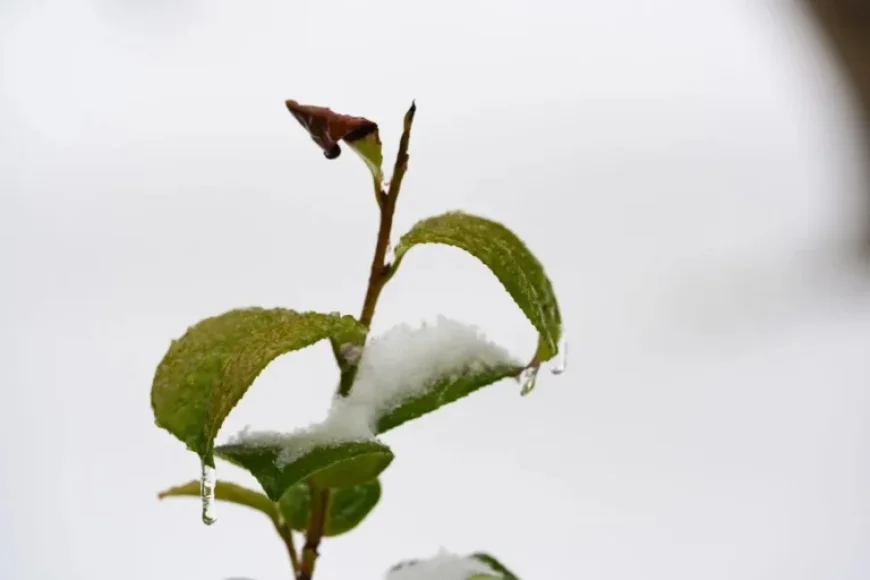 Prepare Now: Essential Steps Before the Ice Storm Hits