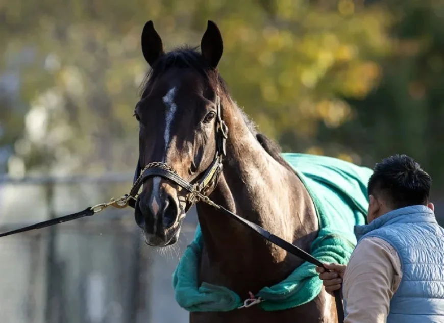 “Sovereignty Triumphs as Horse of the Year, Top 3YO Male”