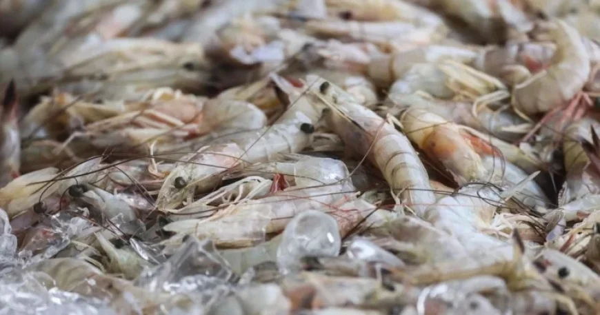 NOLA Restaurants Spotlight Local Shrimp in Menus | Environment