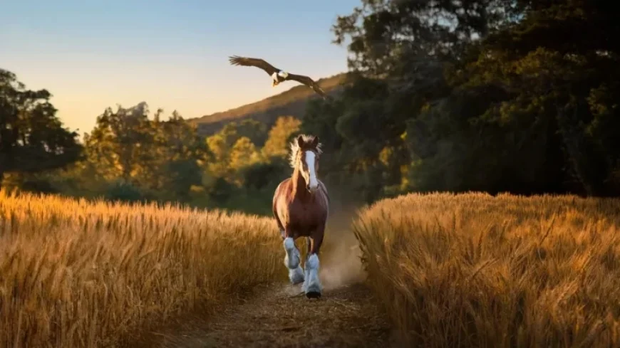 Clydesdale Teams Up with Bald Eagle in Budweiser Super Bowl Ad