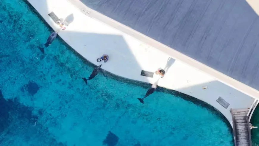 Ottawa Grants Marineland Conditional Approval to Export Belugas, Dolphins to U.S.