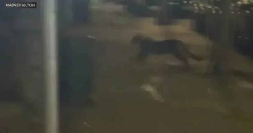 Mountain Lion Sighted Near Lafayette Park in San Francisco