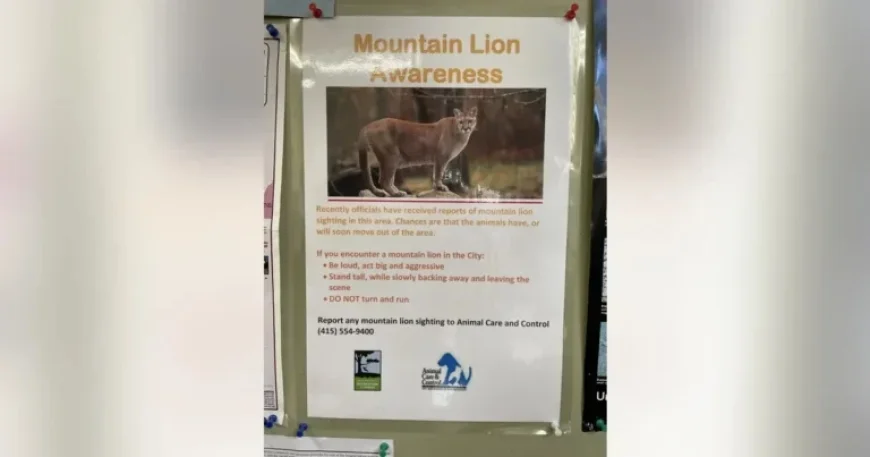 Mountain Lion Spotted Roaming San Francisco’s Pacific Heights Neighborhood