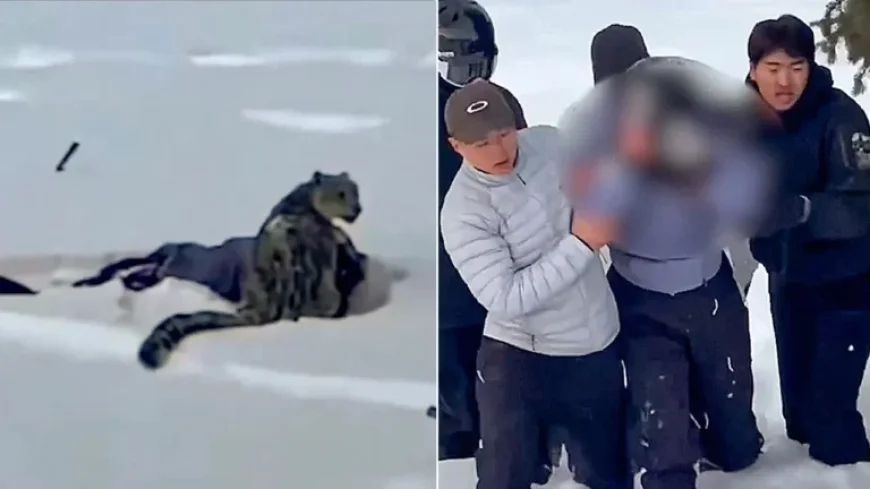 Snow Leopard Attacks Skier Posing for Photo, Video Reveals Shocking Moment