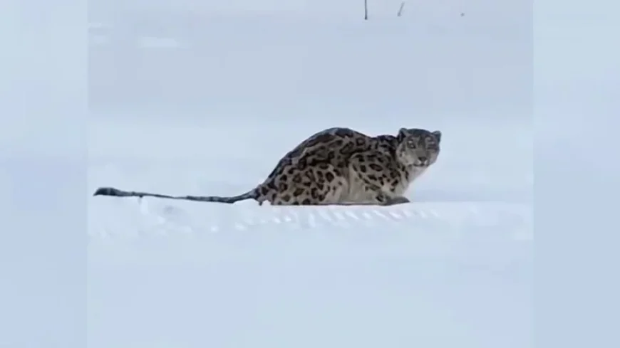 Snow Leopard Attacks Skier in Xinjiang, China
