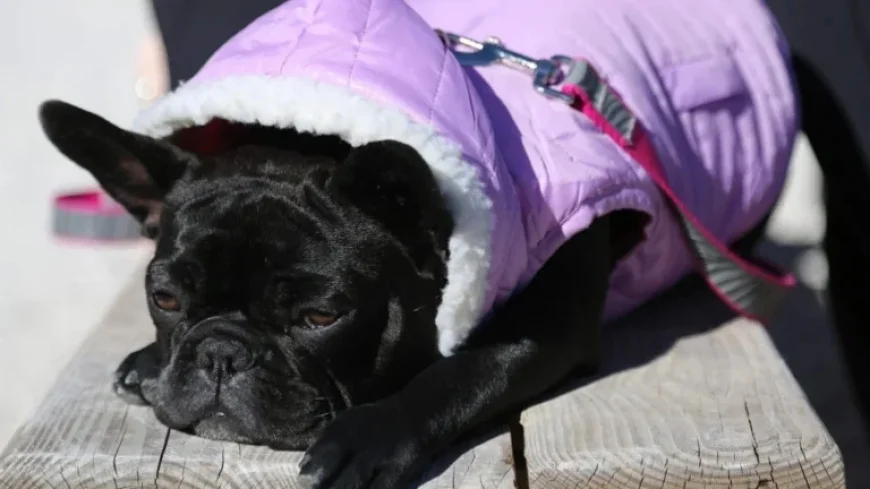 Miami Faces 35-Degree Temperature Drop: How Long Will Cold Persist?