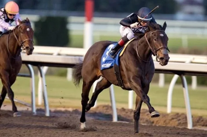 Stormcast, Graded Stakes Winner, Joins F-T Mixed Sale Lineup