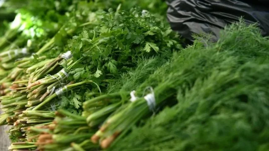 Latvia Destroys 3 Tons of Uzbek Dill