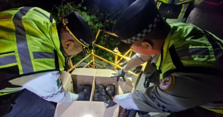 National Guard Rescues Spider Monkeys, Prevents Illegal Trade