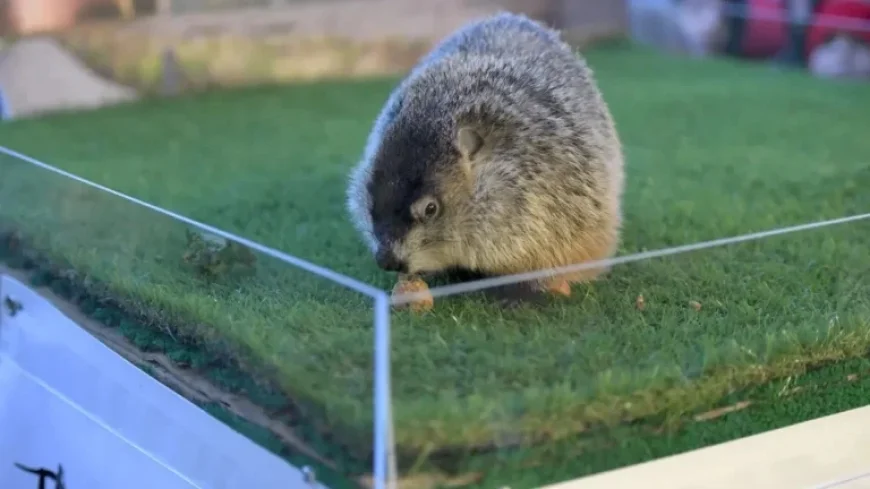 Discover Other Groundhog Day Forecasting Groundhogs Beyond Punxsutawney Phil