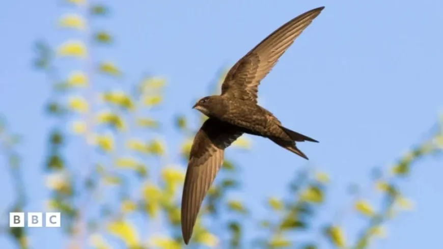 Scotland Mandates Swift Bricks in All New Homes