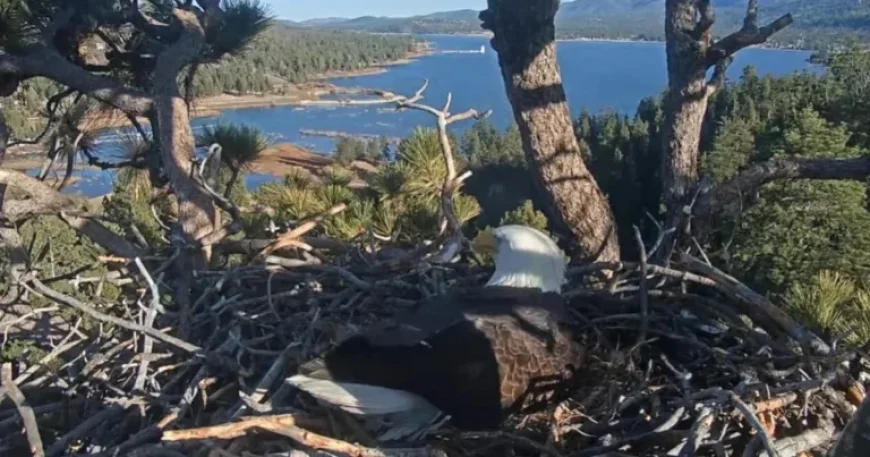 Jackie and Shadow, Big Bear Eagles, Lose Newly Laid Eggs