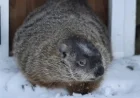Groundhog Day 2026: Willie and Fred Forecast Spring, Sam Declines