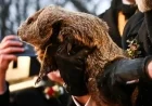Stream Groundhog Day 2026 Live: Punxsutawney Phil Makes His Debut