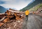 B.C. Forestry Review Urges Transparent Data, Old-Growth Tree Assessment