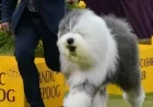 2026 Westminster Dog Show: Group Winners Announced