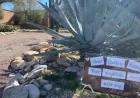 Nancy Guthrie Vanishes Near Tucson: Investigate the Scene
