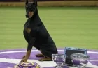 Doberman Pinscher Penny Wins Best in Show at 150th Westminster Dog Show